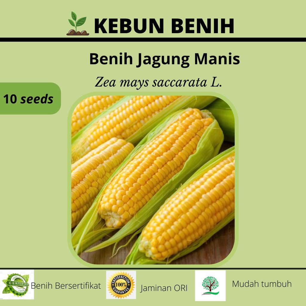 10 Benih Jagung Manis Hibrida F1 TALENTA Tahan Penyakit Kualitas Unggul