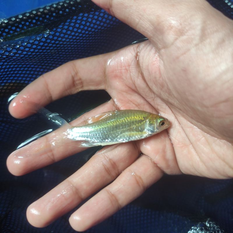 Kaviat Slayer ikan pemakan kutu koi