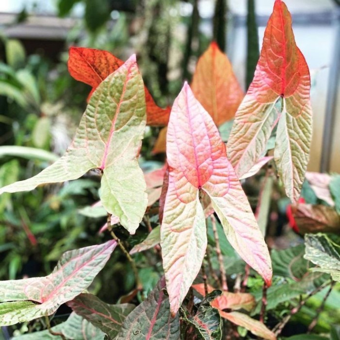 Cyrtosperma Johnstonii Alocasia Alocasia Zebrina Rival