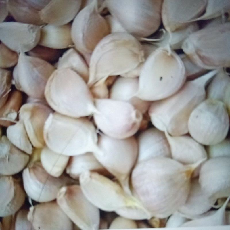 

bawang putih kating 500 gr