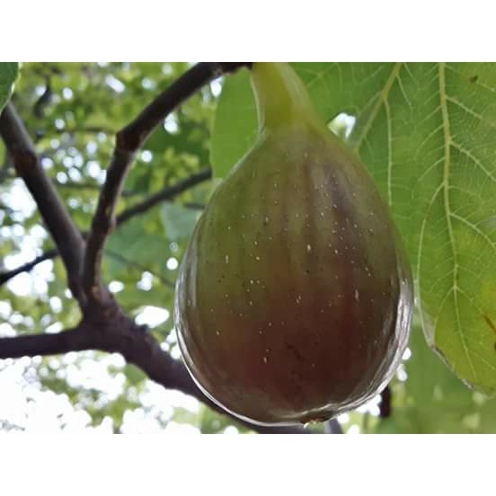 Cangkok Buah Tin Long De Aout (LDA)