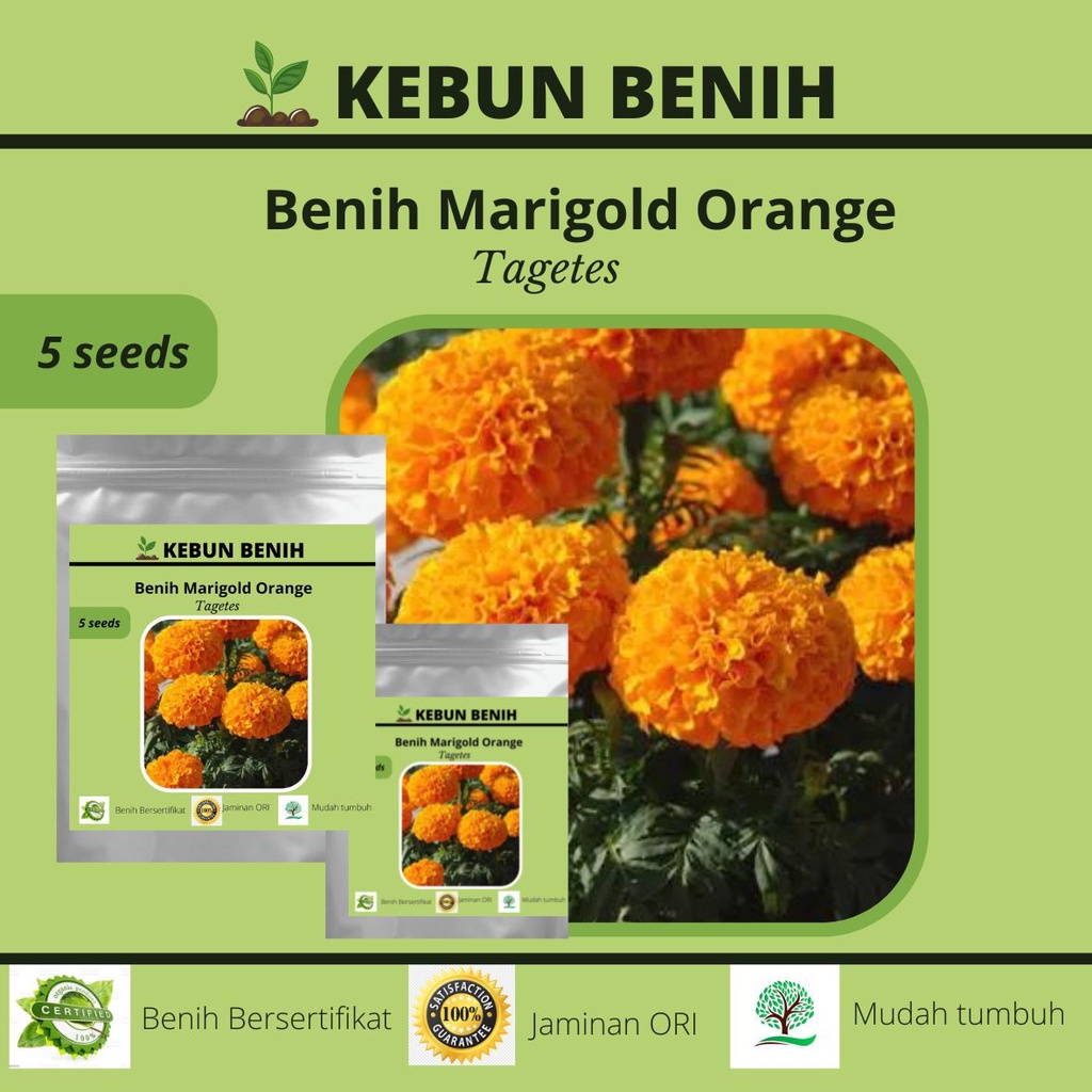 Benih Tanaman Marigold Orange Kualitas Unggul