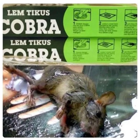 LEM TIKUS COBRA PERANGKAP ISTIMEWA ORIGINAL