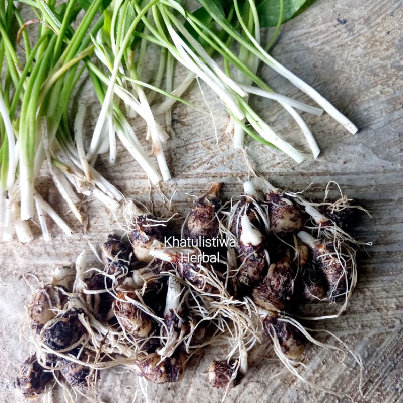 

Herbal umbi keladi tikus / 5 umbi