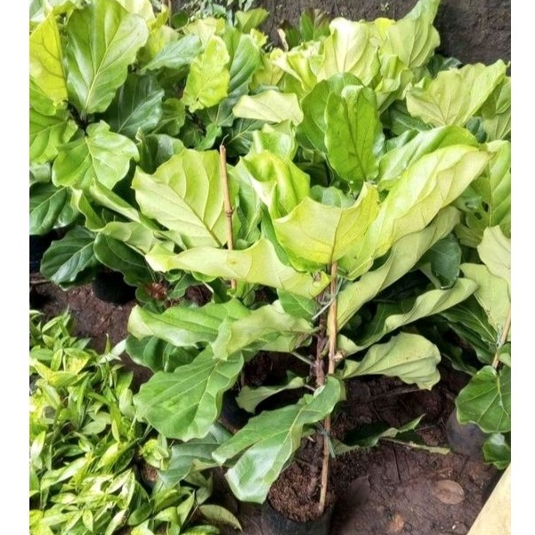 Tanaman ketapang biola cantik daun hijau besar