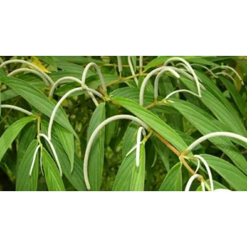 

daun sirih hutan 1kg