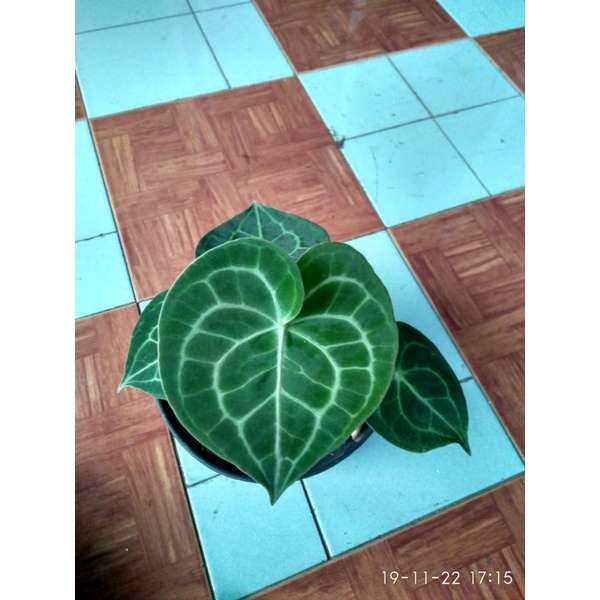 anthurium clarinervium pagoda
