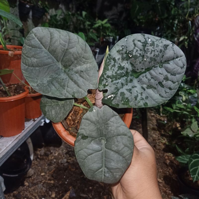 alocasia maharani