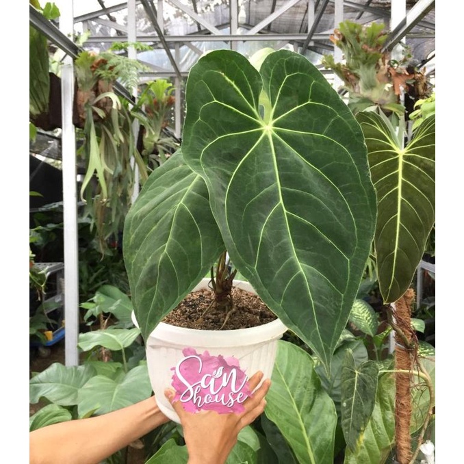 Anthurium Magnificum Verde | Kuping Gajah Daun Besar Lebar