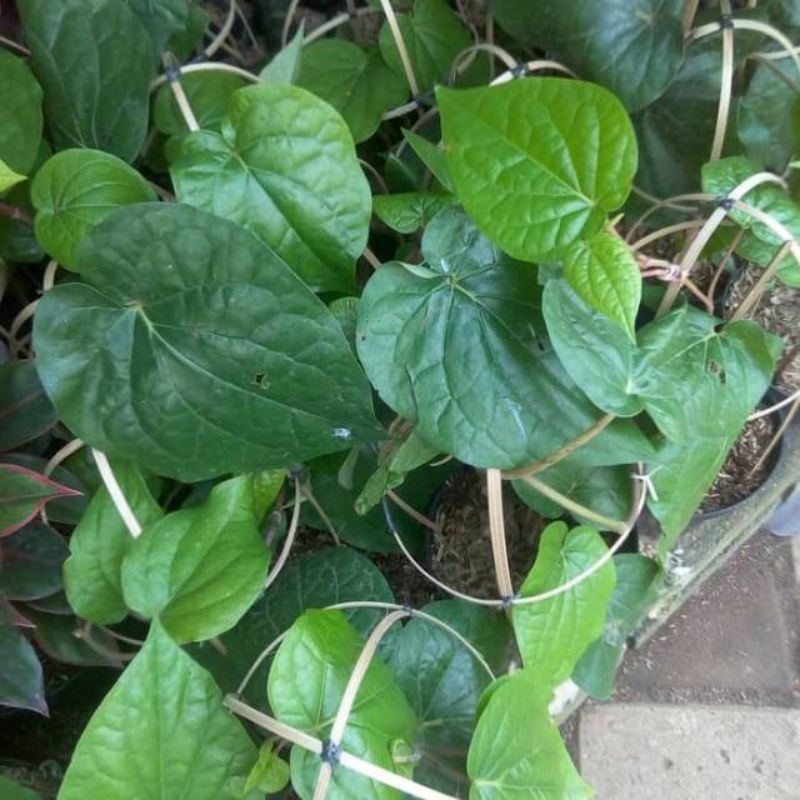 Daun sirih Herbal Daun Sirih hijau TEMU-ROS 1kg