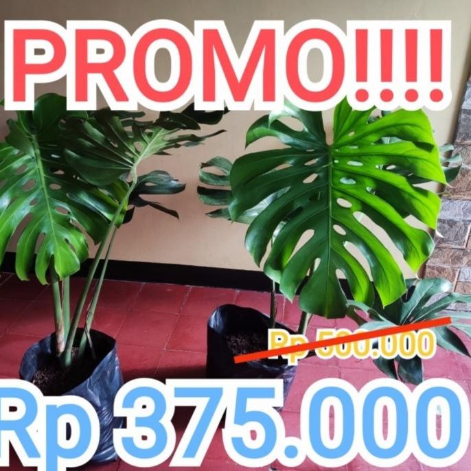 ONSALE MONSTERA KING DELICIOSA XL JUMBO