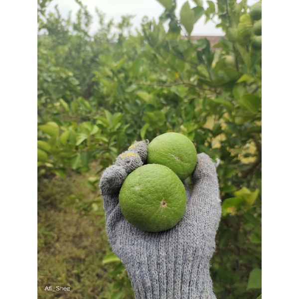 

JERUK NIPIS FRESH 3kg