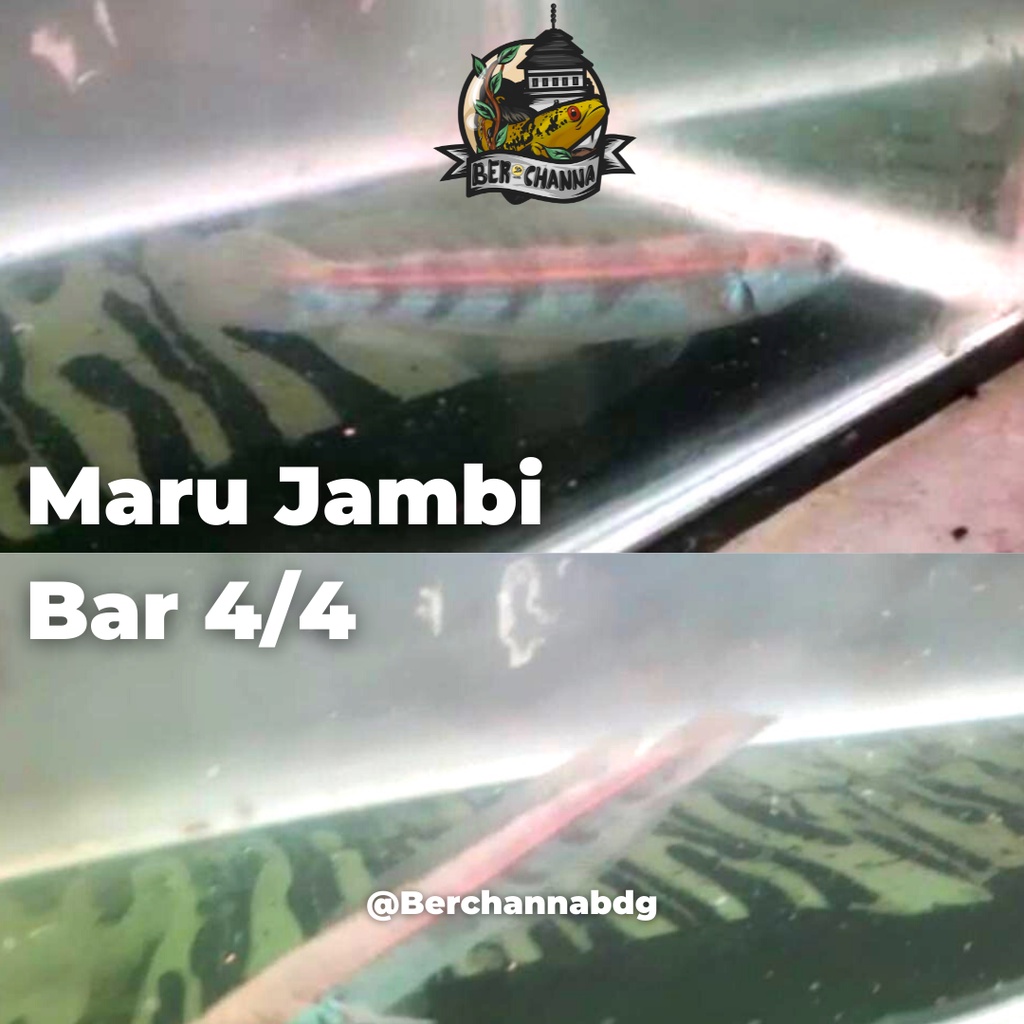 Maru Jambi BAR SIMET 4 / 4 Size 8-9-10cm Channa Maruliodes Locality Jambi SORTIRAN KERAS