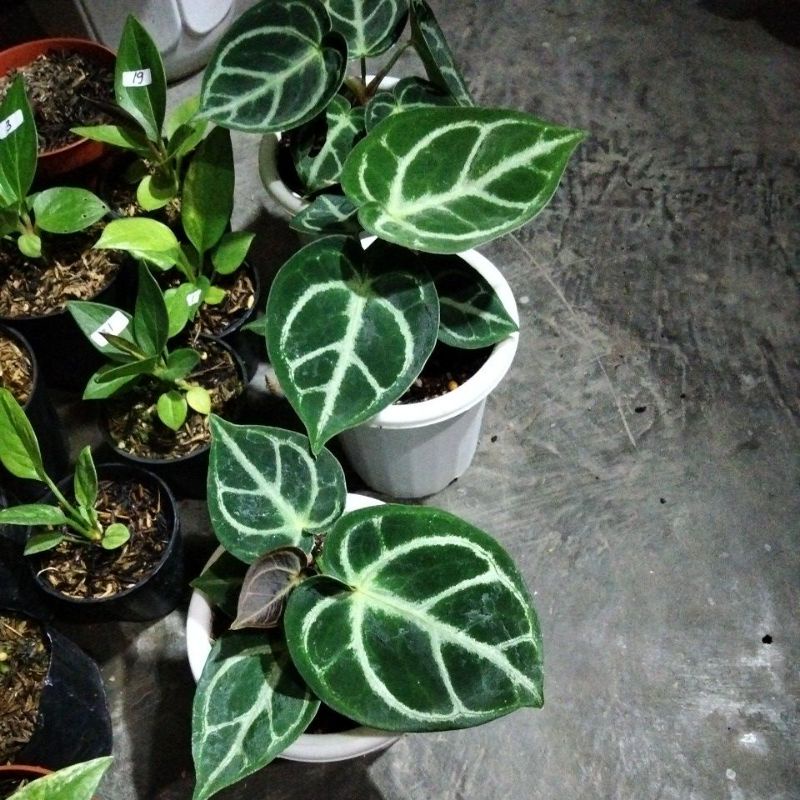 DORAYAKI mangkok besar +pot Yogap