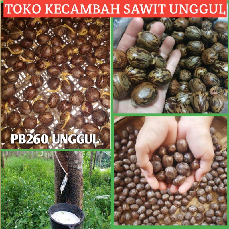 bibit karet unggul PB 260 400biji=250.000