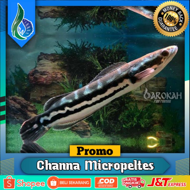 (WAJIB BACA DESKRIPSI) GABUS TOMAN HIJAU 10 -15CM ASLI KALIMANTAN