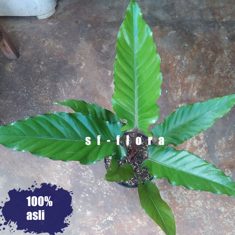 Anthurium black beuty - Black Beuty anthurium black beuty Asli