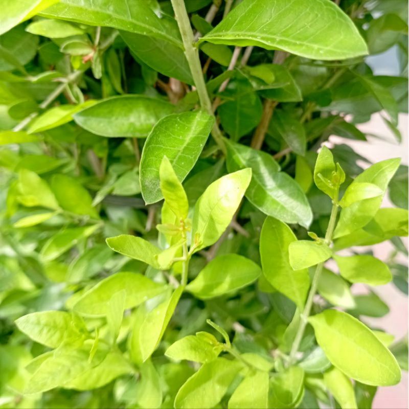 TANAMAN HERBAL DAUN PACAR KUKU/PACAR ARAB/INAI