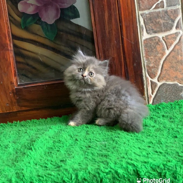 Garukan Anak Kucing Kucing Persia Betina Super Gondrong