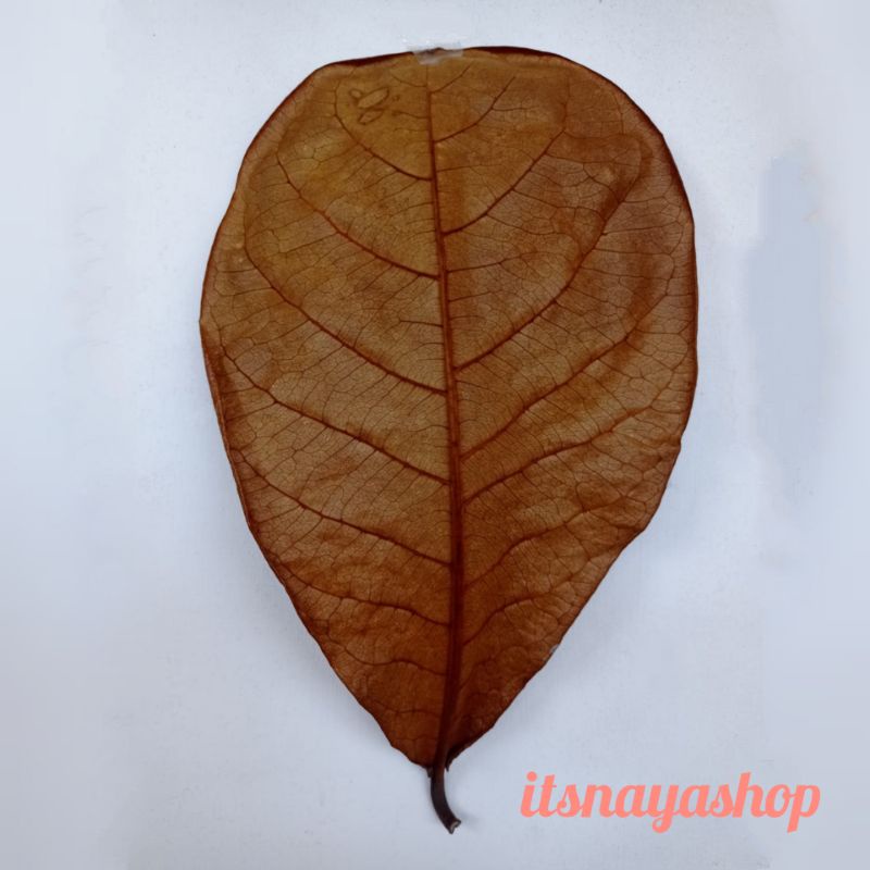 [ALAMI] Daun Ketapang Kering untuk Ikan Cupang