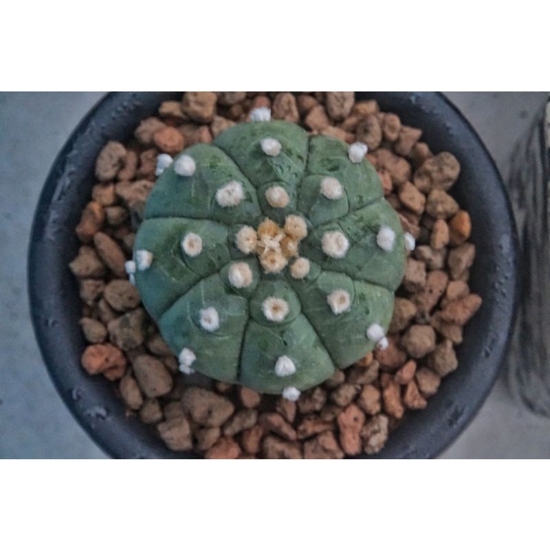 Astrophytum Kikko