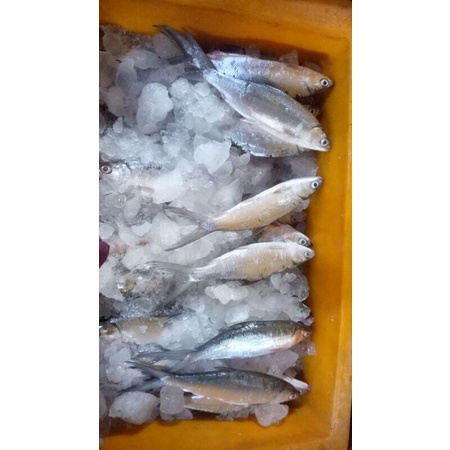 Ikan Bandeng Utuh Segar Milky Fish Fresh Jumbo Bebas Aman dari Bau Tanah