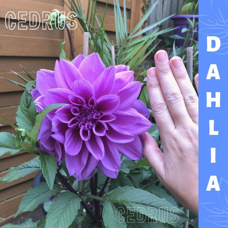 Benih DAHLIA PURPLE - Biji Bunga