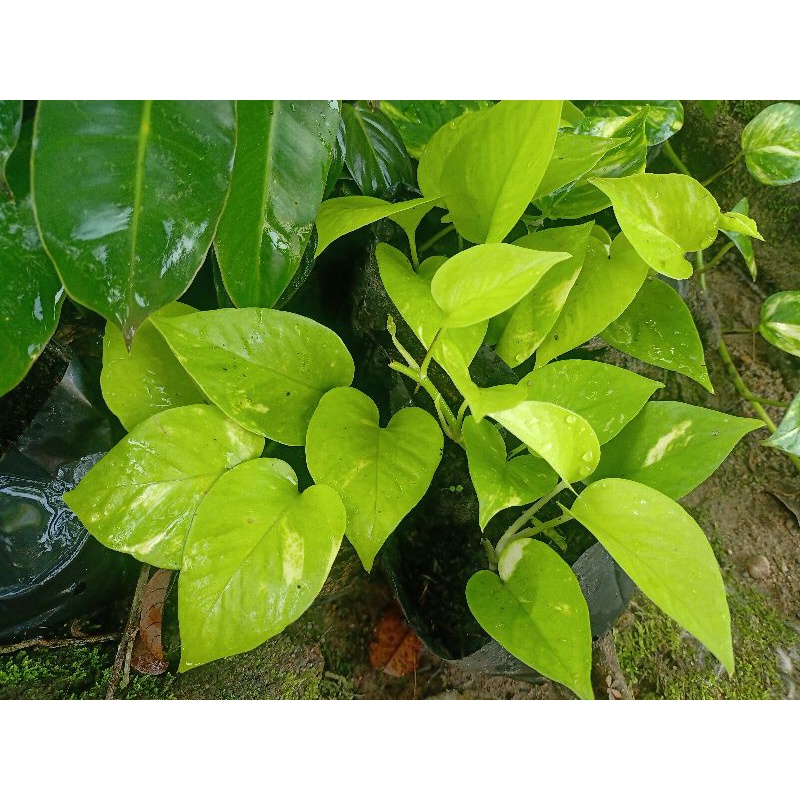 sirih gading lemon / sirih gading neon / epipremnum lemon love