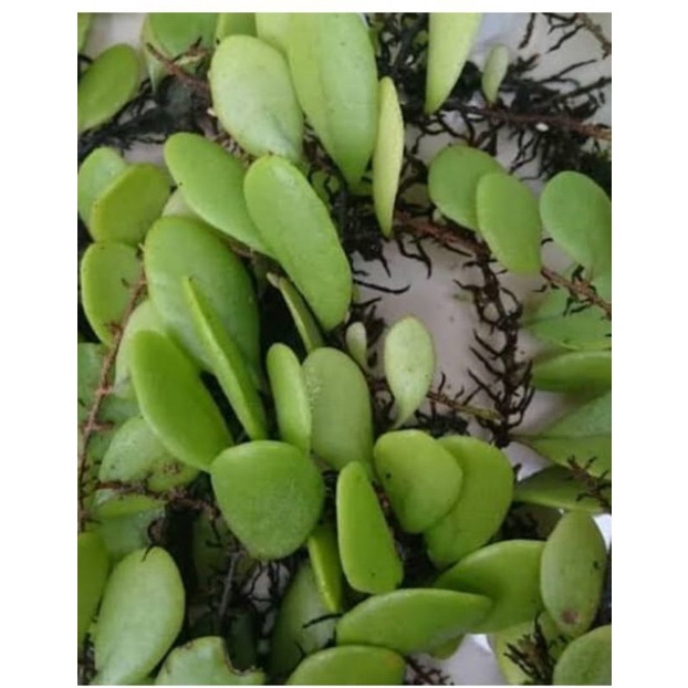 

Daun sisik naga/picisan 250 gram
