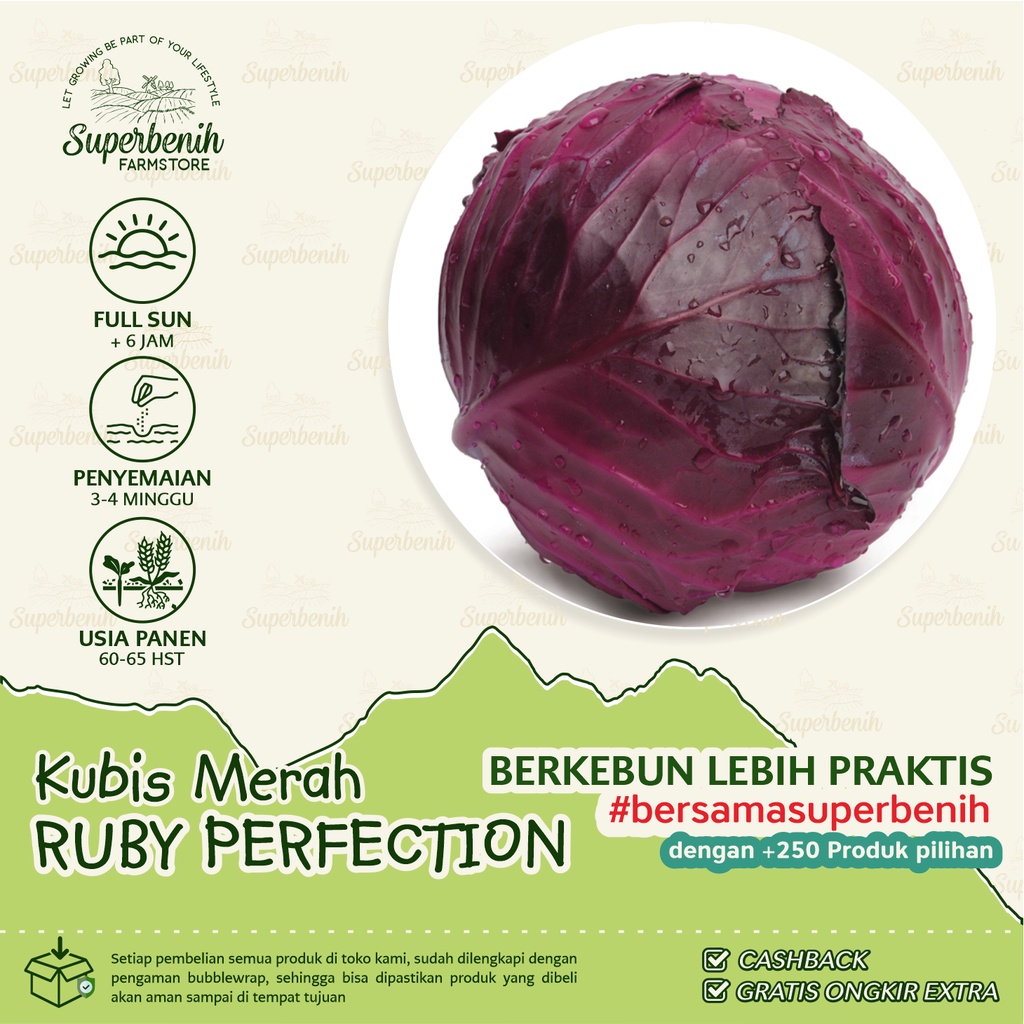 15 Biji - Benih Kubis Ungu RUBY PERFECTION F1 Kubis merah