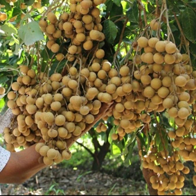 Bibit Kelengkeng New Kristal 2 Hasil Okulasi