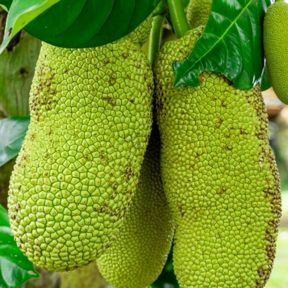 Jual Bibit Pohon Nangka Madu Shopee Indonesia