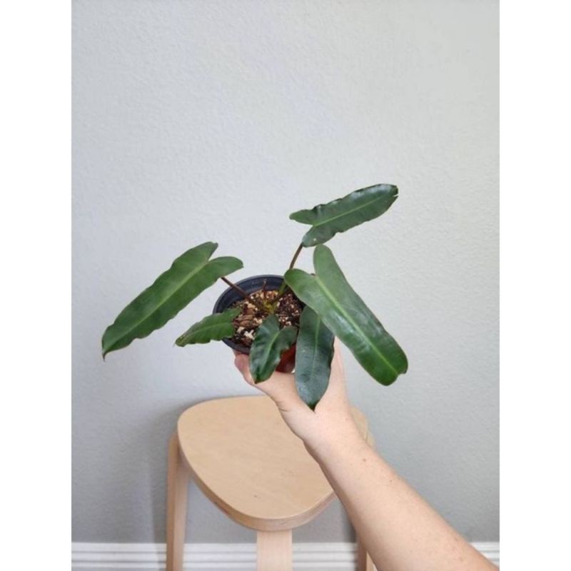 Philodendron x Atabapoense