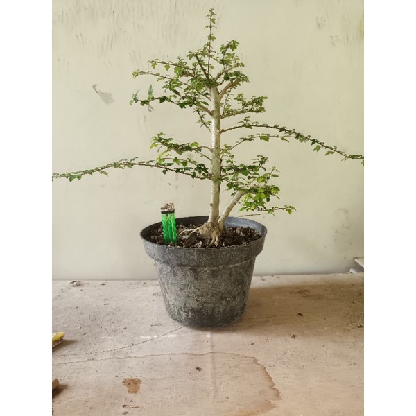 Bonsai Wareng Bintang