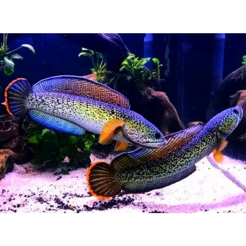 chana Limbata 1 PAIR[hiasan akuarium]