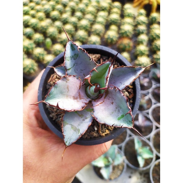 Agave Titanota Blue Ball | kaktus dan sukulen | agave