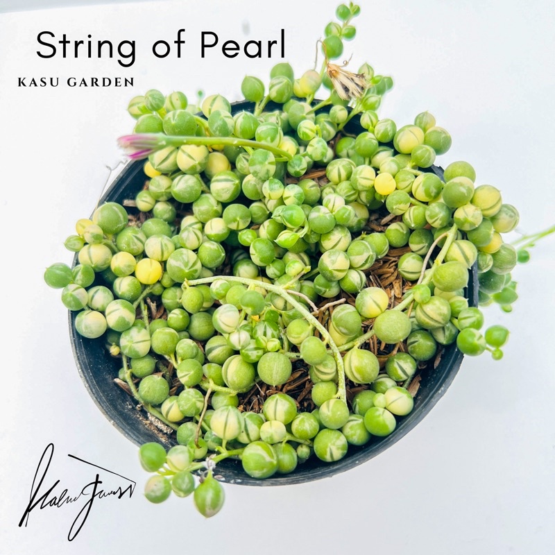 String of Pearl Variegata - Sukulen Tasbih