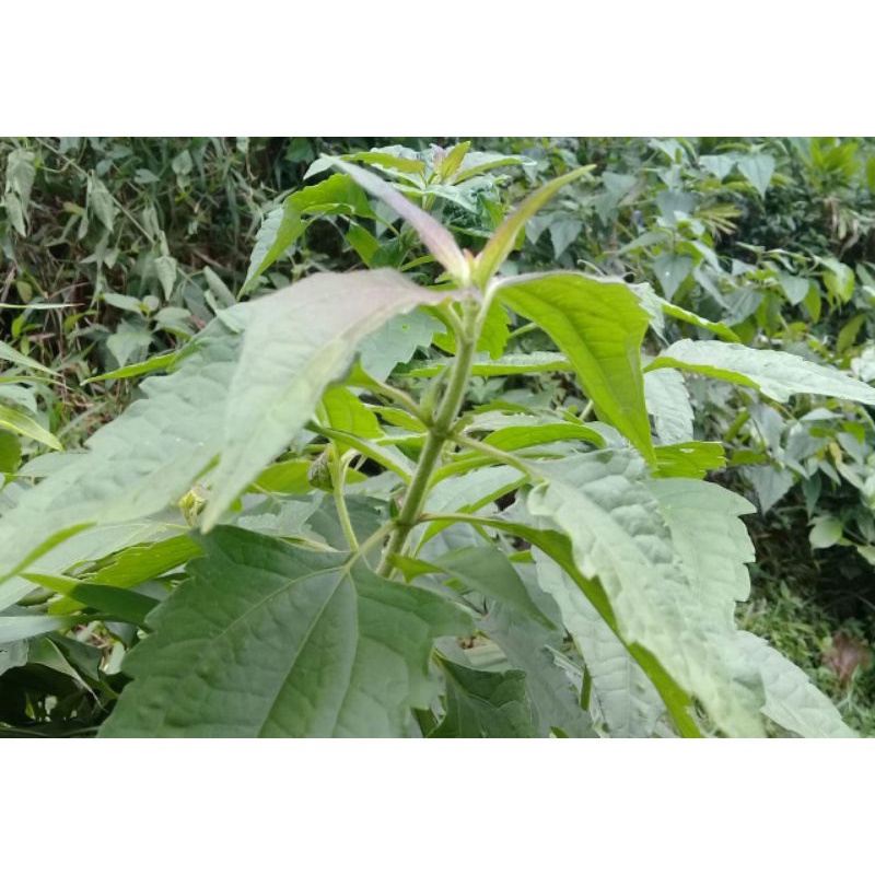 

Daun balakacida segar 250 gram
