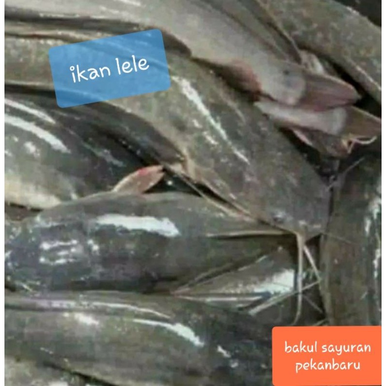 

Ikan Lele Segar 1 Kilogram