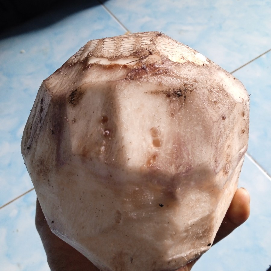 

BONGGOL PISANG KEPOK Kupas bersih (1,kg) UNTUK OBAT HERBAL
