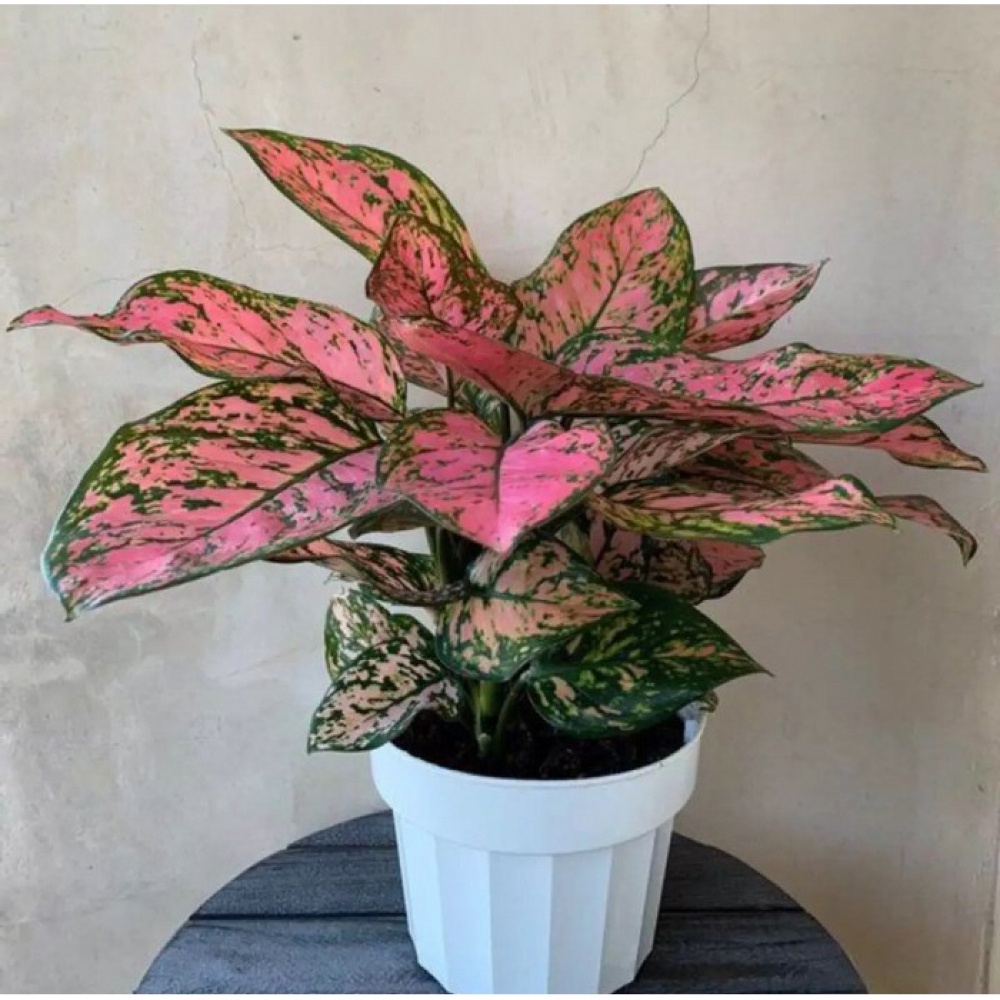 BUNGA AGLONEMA LADY VALENTINE | AGLO PINK BEAUTY