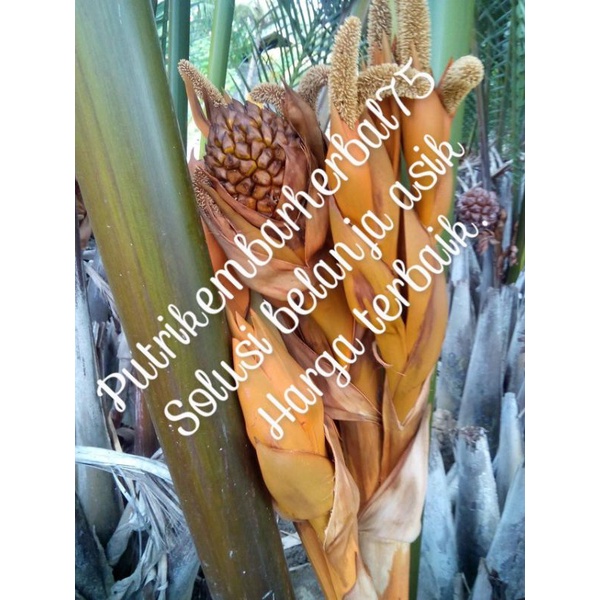 bunga buah nipah dahon.satuan