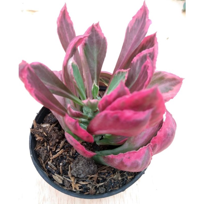 euphorbia monadenium stapelodes