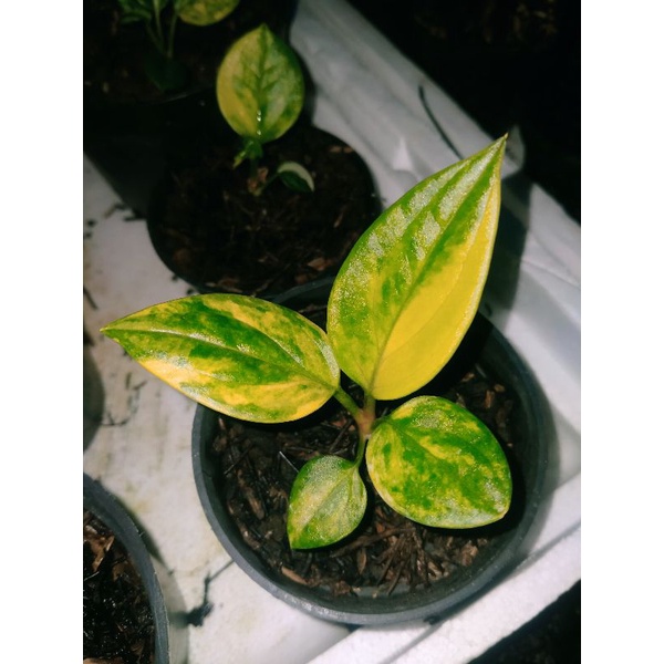 jemani cobtik/cobra varigata