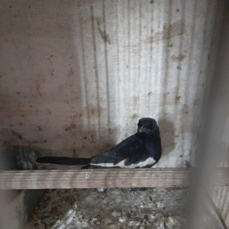 Kacer Dada putih ori kalimantan