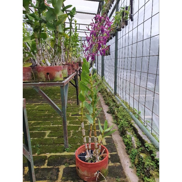DD Orchid paket (2 plant) Anggrek Dendrobium Wisanggeni Dewasa