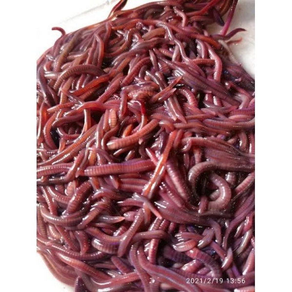 Cacing anc pakan burung umpan pancing pakan ikan kemasan 1 ball isi 15 pcs