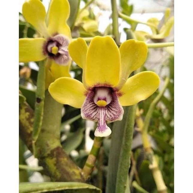 PROMO Dendrobium Violaceoflavens (Anggrek Besi) Spesies Papua