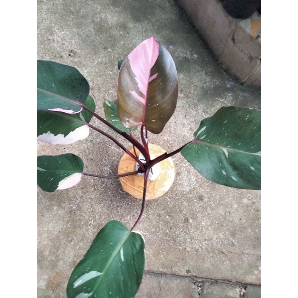 philodendron pink princes