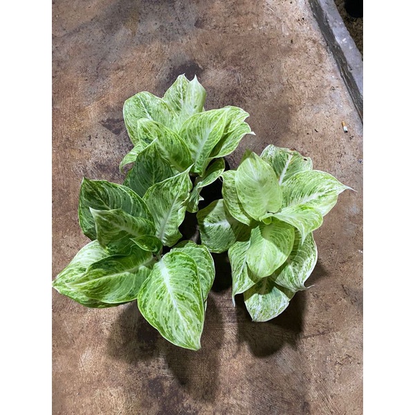 aglonema silver queen induk